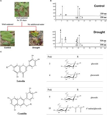 Identification of drought-responsive phenolic compounds and their biosynthetic regulation under drought stress in Ligularia fischeri